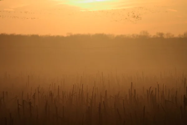 Puesta de sol —  Fotos de Stock