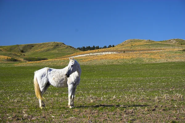 Pferd — Stockfoto