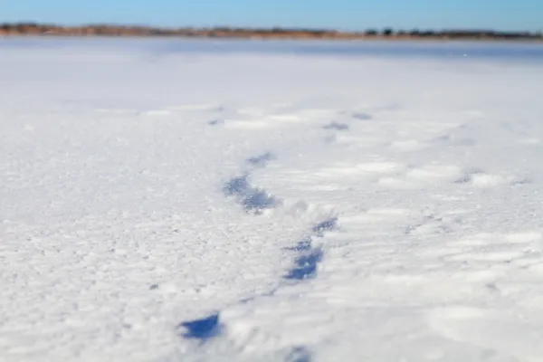 Frozen landscape — Stock Photo, Image