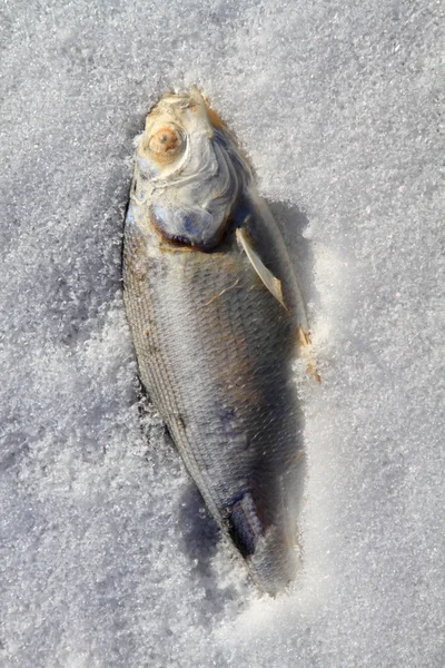 Ψάρια κατεψυγμένα — Φωτογραφία Αρχείου