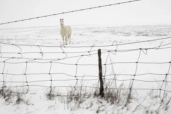 Sníh kůň — Stock fotografie