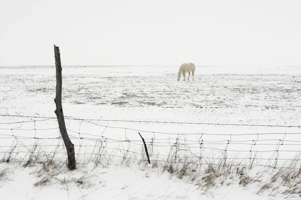 雪の馬 — ストック写真