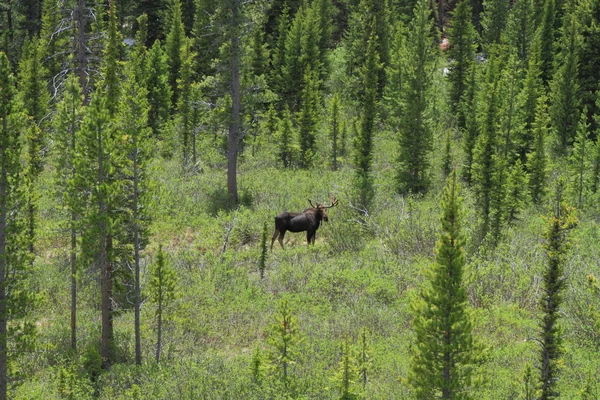 Feeding moose — Stock Photo, Image