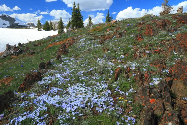 Padang rumput Alpen di Wyoming — Stok Foto