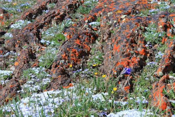 Alpenwildblumen — Stockfoto