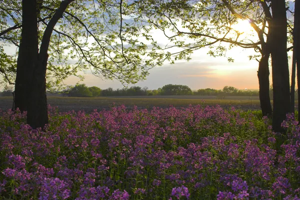 Roze wilde bloemen en bos — Stockfoto