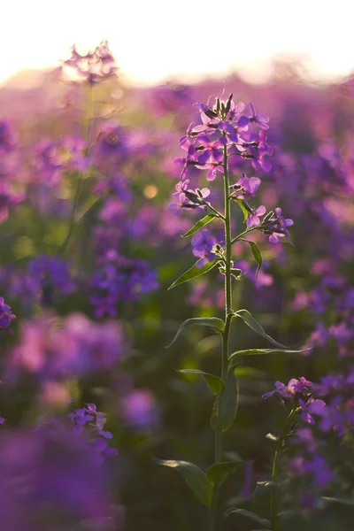 Makro pembe kır çiçekleri — Stok fotoğraf
