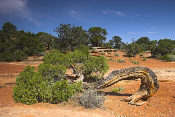 Monumento Nacional do Colorado — Fotografia de Stock