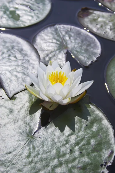 Lirio de agua — Foto de Stock