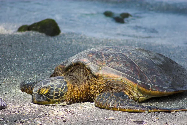 Resting turtle — Stock Photo, Image