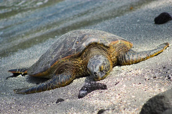 卧龟 — 图库照片