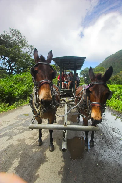 Horse carriage — Stock Photo, Image