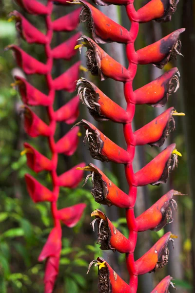 Fiore di Heliconia — Foto Stock