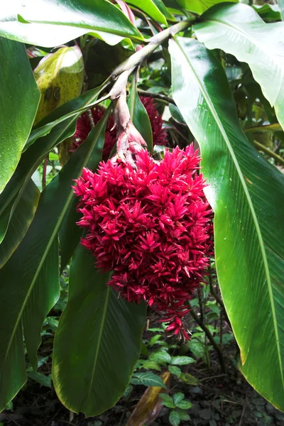 Tropical flower — Stock Photo, Image