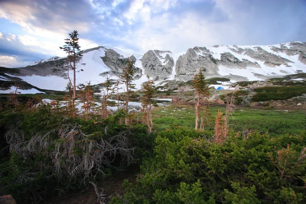 Pijnbomen — Stockfoto