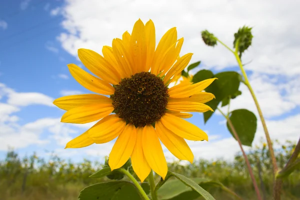 Prairie en fleurs — Photo