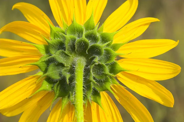 Prairie en fleurs — Photo