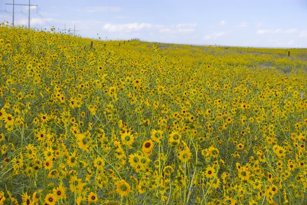 Prairie en fleurs — Photo