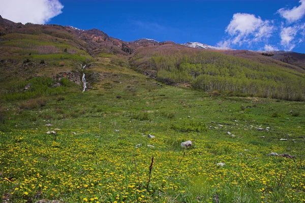 Çayır — Stok fotoğraf