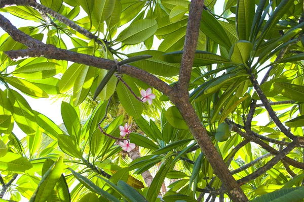 Frangipani roślin — Zdjęcie stockowe