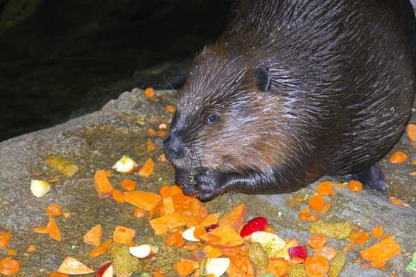 Beaver comiendo — Foto de Stock