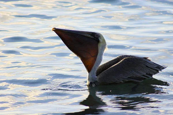 Pelicanos — Fotografia de Stock