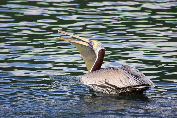 Pelikanen — Stockfoto
