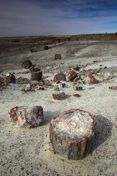 Petrified forest — Stock Photo, Image