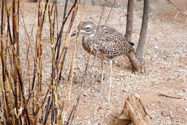 Desert bird — Stock Photo, Image