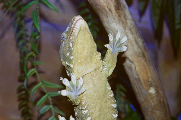 Lagarto — Fotografia de Stock