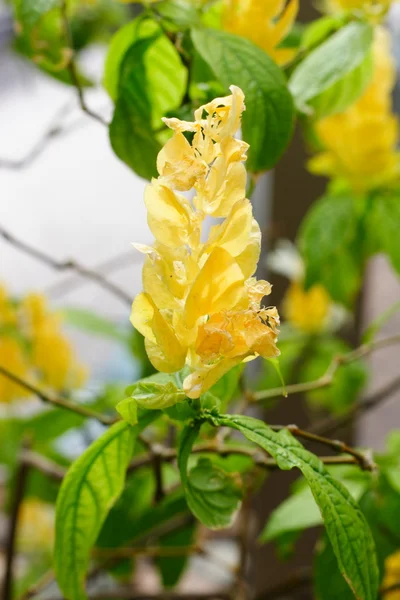 Fiore tropicale — Foto Stock