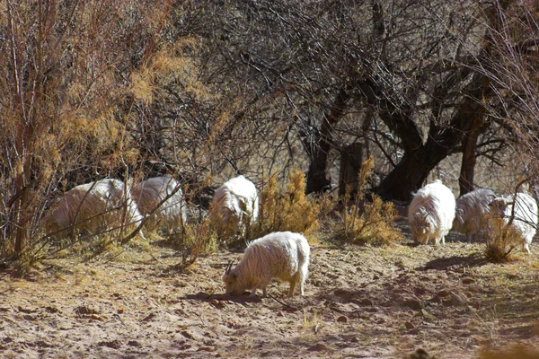 Canyon de Chelle — Photo