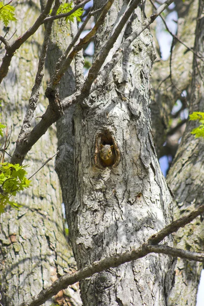 Ardilla en un árbol — Foto de Stock