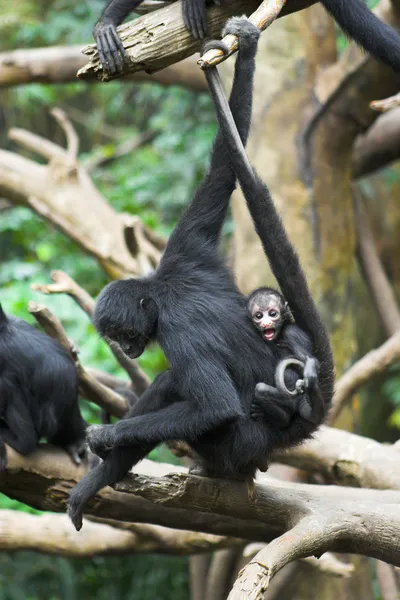 Affe mit Baby — Stockfoto
