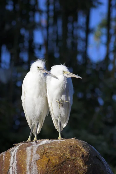 Birds — Stock Photo, Image