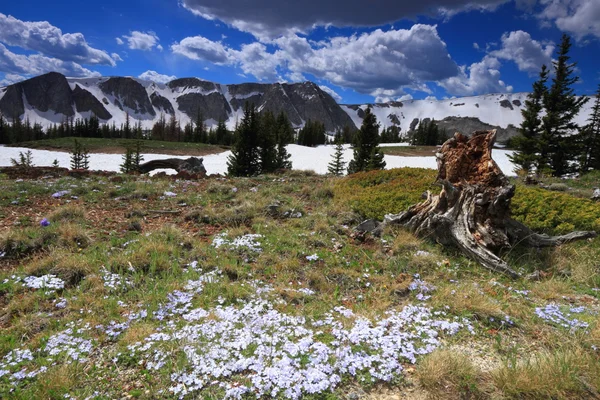 Alpine meadows in Wyoming — Stock Photo, Image