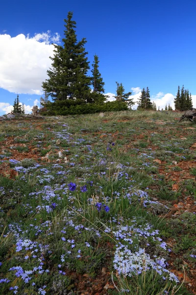 Prados alpinos em Wyoming — Fotografia de Stock