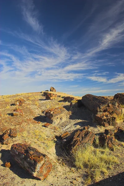 Petrified forest Stockfoto