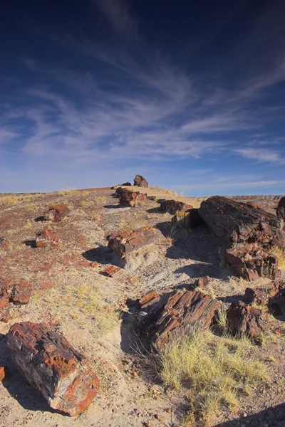 Petrified forest Rechtenvrije Stockfoto's