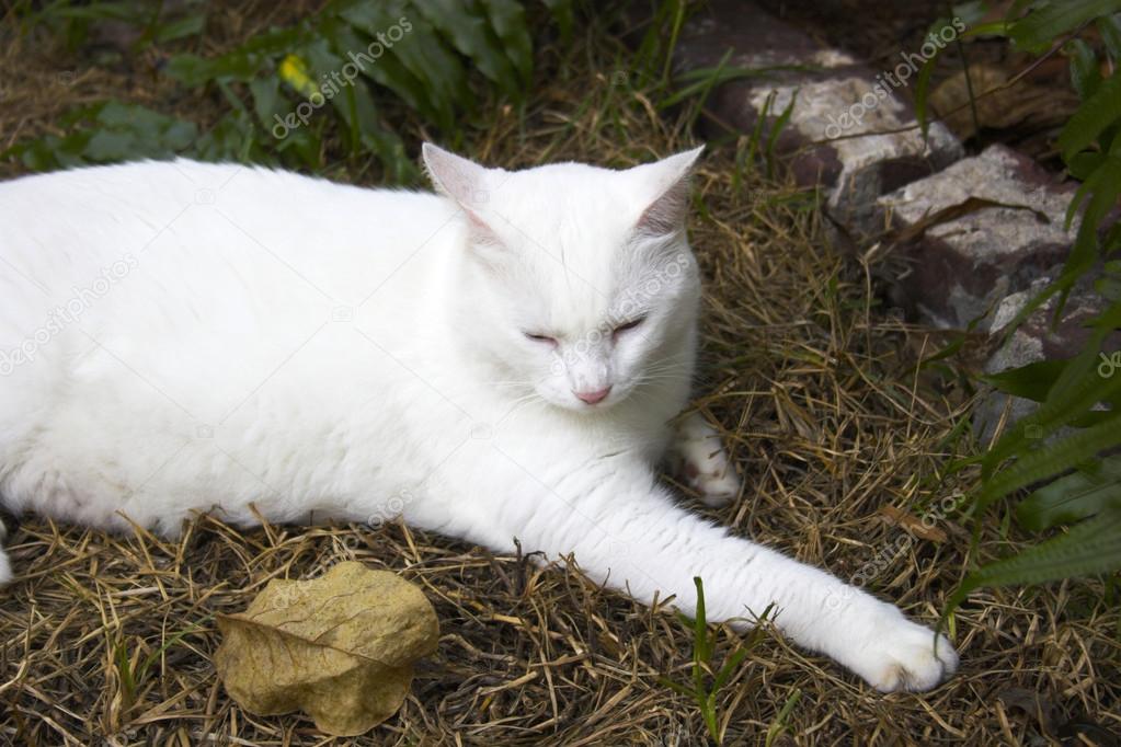 Hemingway cat