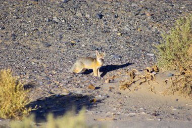 Ölüm vadisinde çöl tilkisi