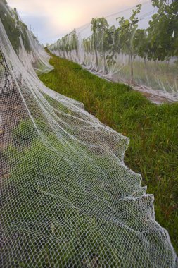 gün batımında şarapçılık