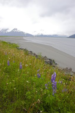 Alaska sulak