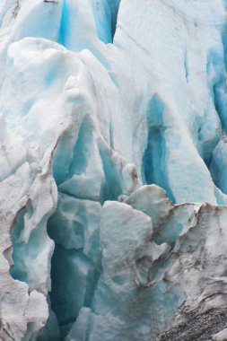 Kenai fiyort Buzulu