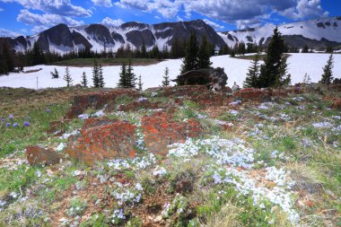Wyoming Alpine meadows
