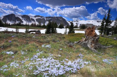 Wyoming Alpine meadows