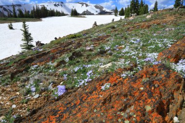 Wyoming Alpine meadows