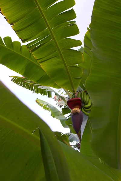 热带植物プラーク — 图库照片