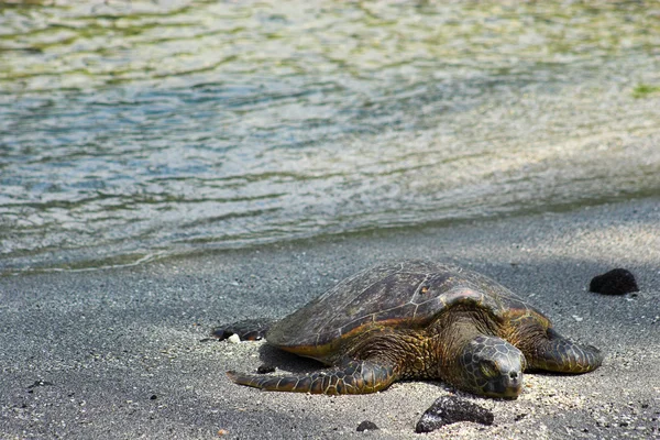 Resting turtle — Stock Photo, Image