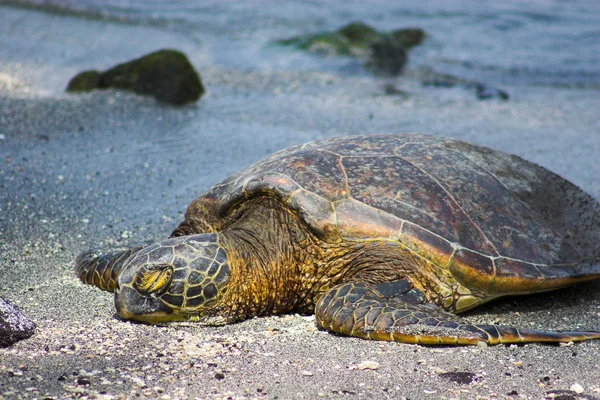 Odpoczynek żółw — Zdjęcie stockowe